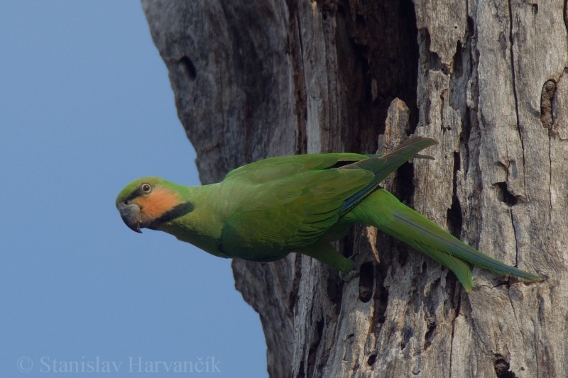 Long-tailed Parakeet (Andaman) - ML204415831