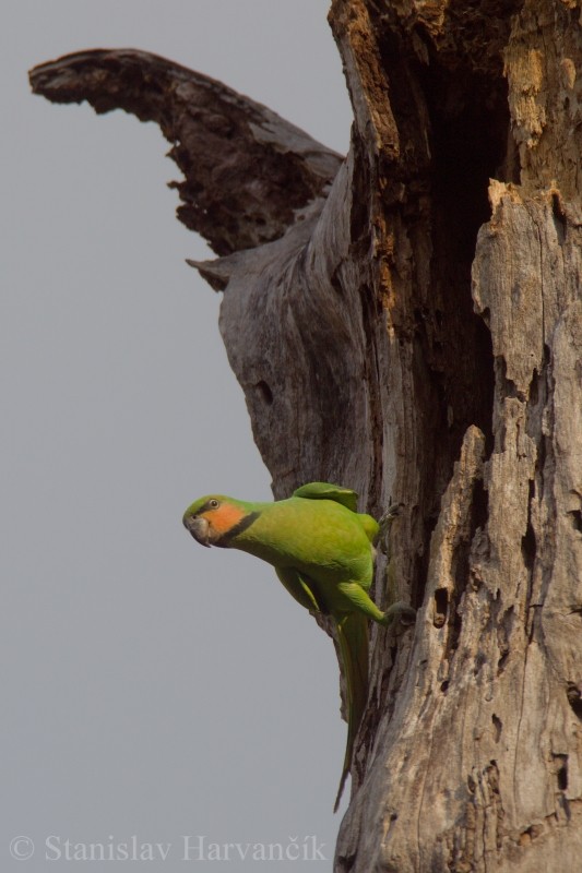 Long-tailed Parakeet (Andaman) - ML204415841