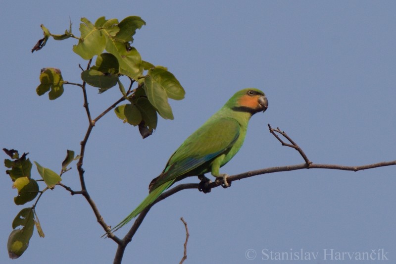 Long-tailed Parakeet (Andaman) - ML204415851