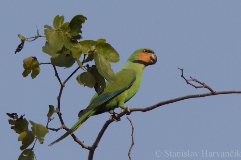Long-tailed Parakeet (Andaman) - ML204415861