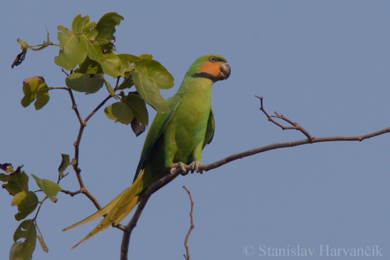 Long-tailed Parakeet (Andaman) - ML204415871
