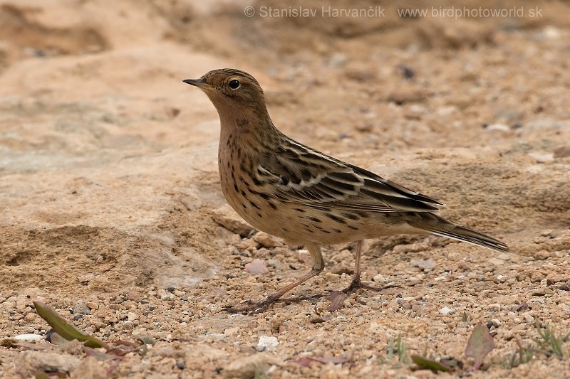 Red-throated Pipit - ML204416331