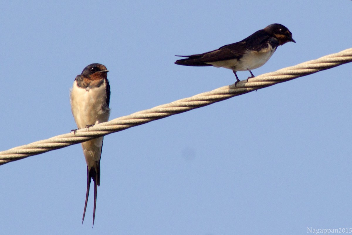 Barn Swallow - Nagappan R