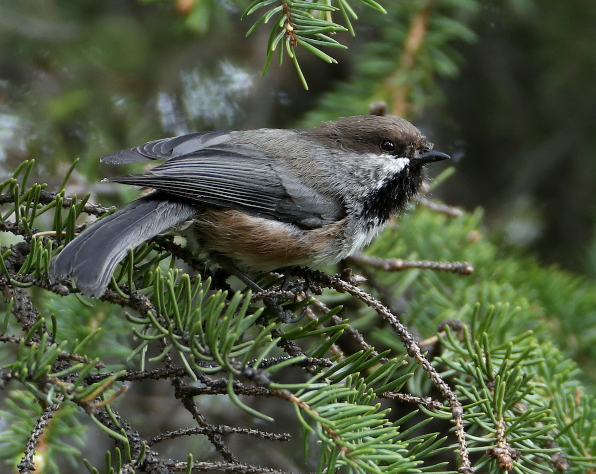 Boreal Chickadee - Hal and Kirsten Snyder