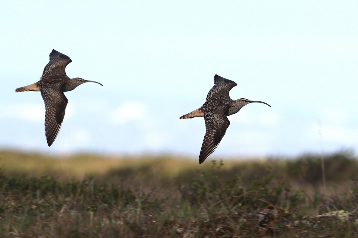 Bristle-thighed Curlew - Hal and Kirsten Snyder