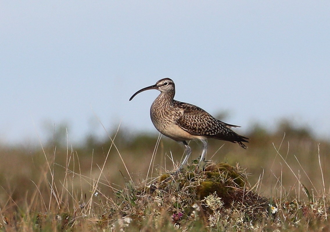 Bristle-thighed Curlew - ML204416821