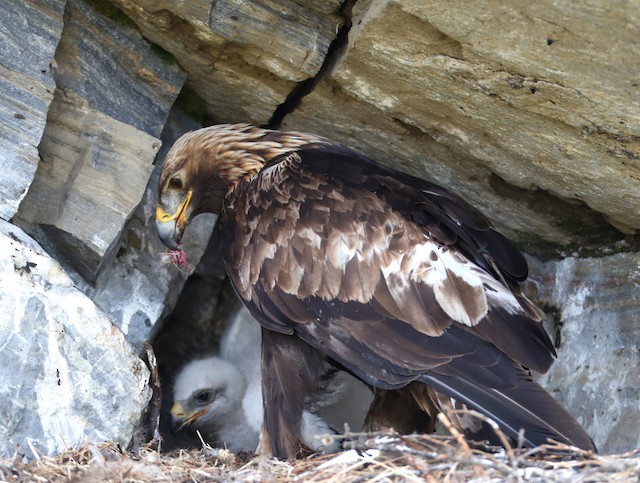 Adult with nestling at nest. - Golden Eagle - 