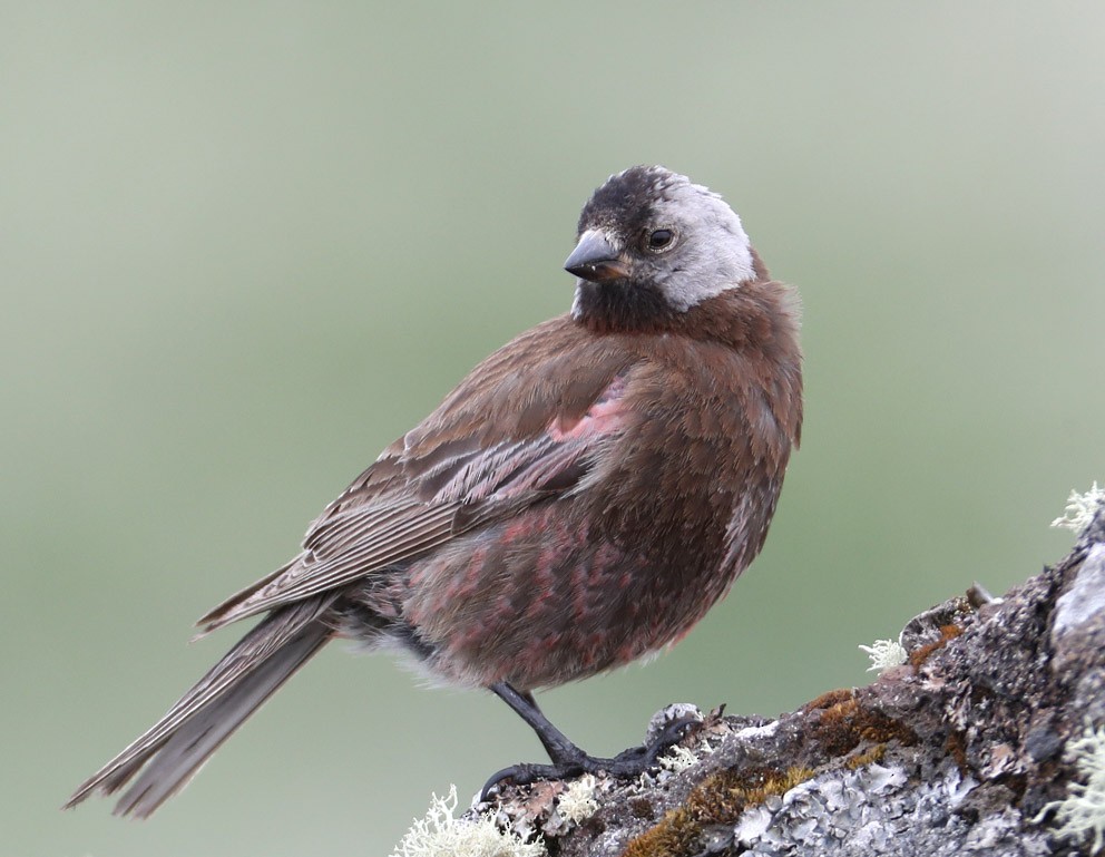 Gray-crowned Rosy-Finch (Pribilof Is.) - Hal and Kirsten Snyder