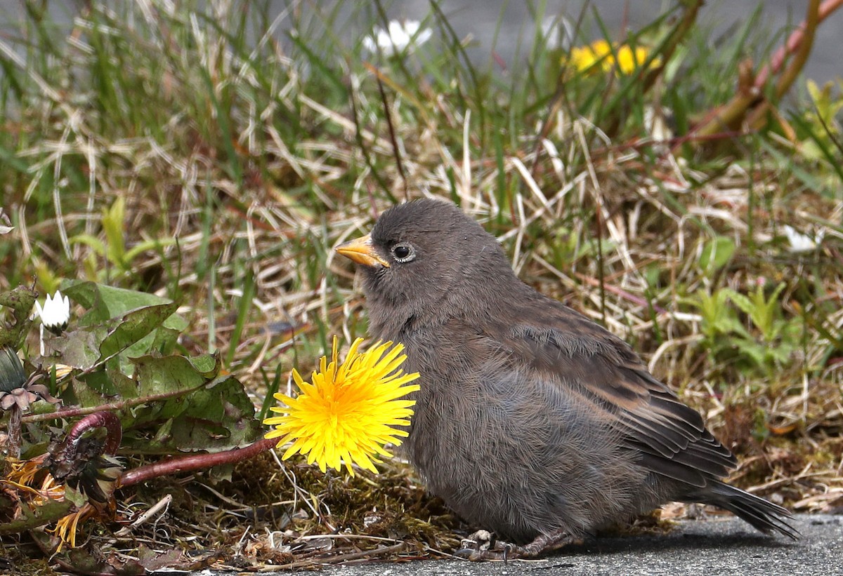 Gray-crowned Rosy-Finch (Aleutian and Kodiak Is.) - ML204416921