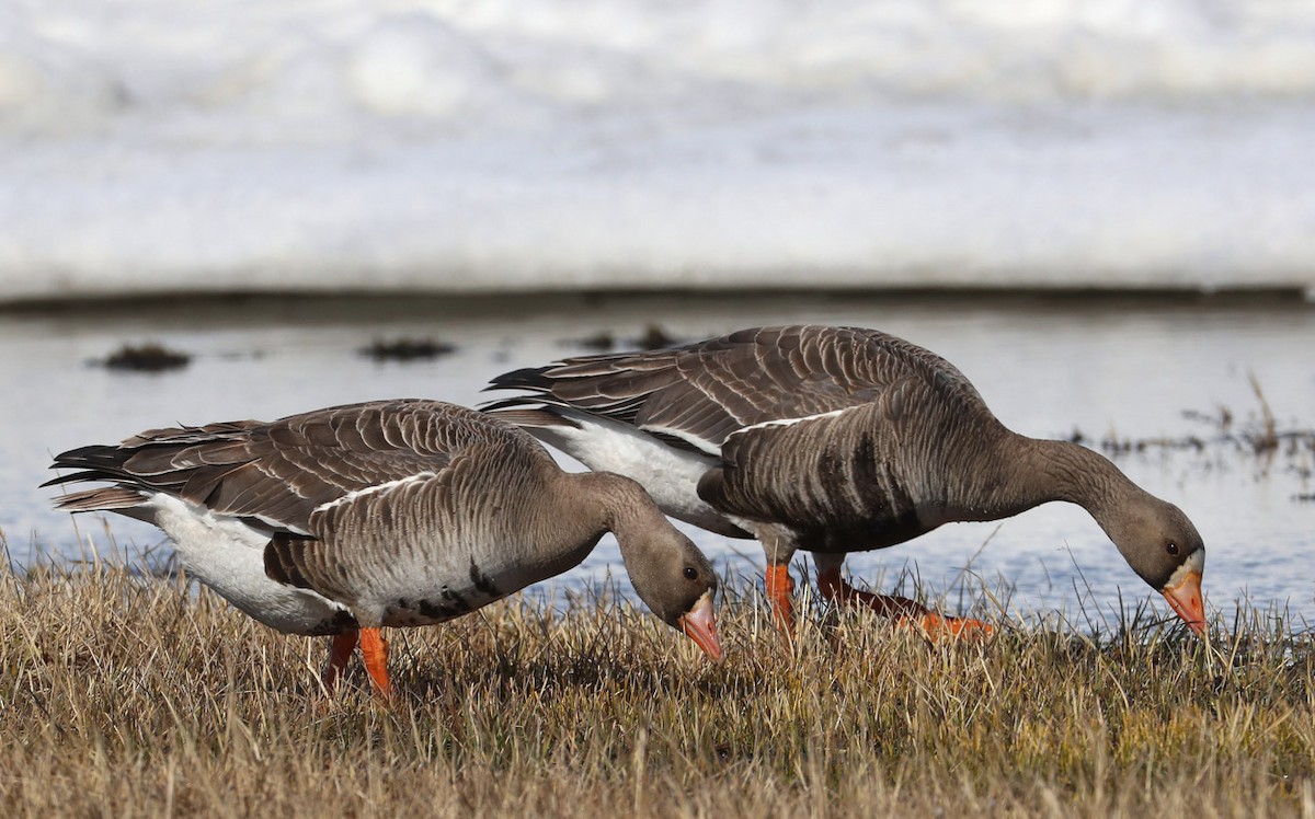 Greater White-fronted Goose (Western) - ML204416941