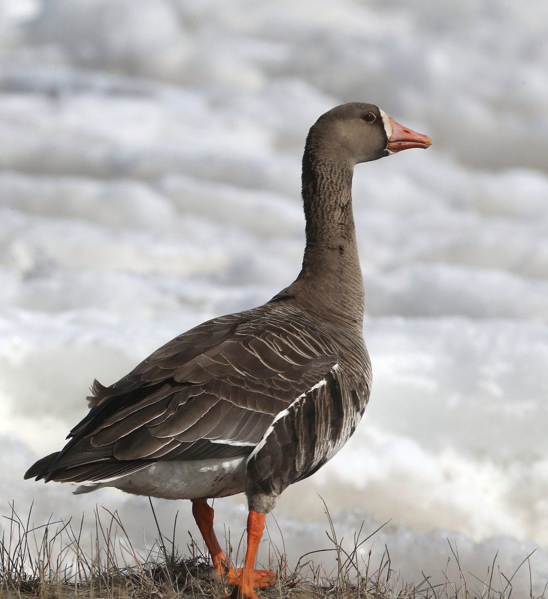 Greater White-fronted Goose (Western) - ML204416951