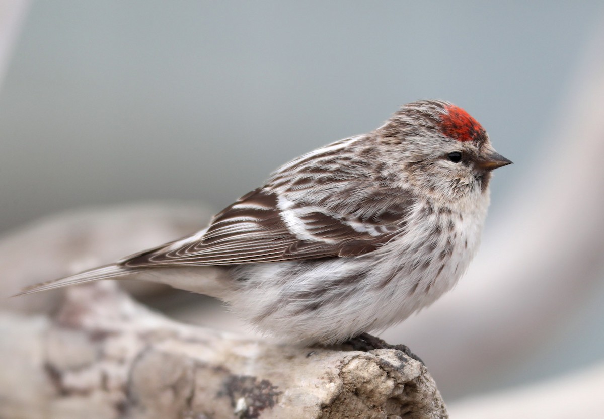 Hoary Redpoll (exilipes) - Hal and Kirsten Snyder
