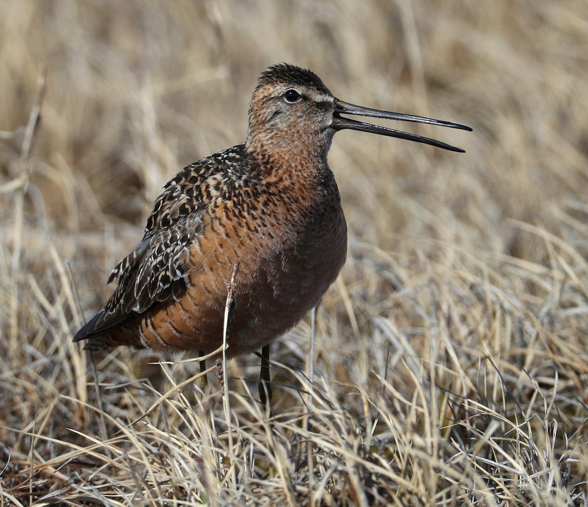 Long-billed Dowitcher - Hal and Kirsten Snyder
