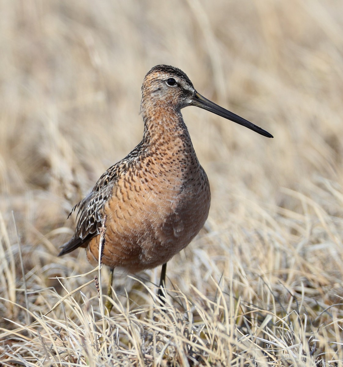 Long-billed Dowitcher - Hal and Kirsten Snyder