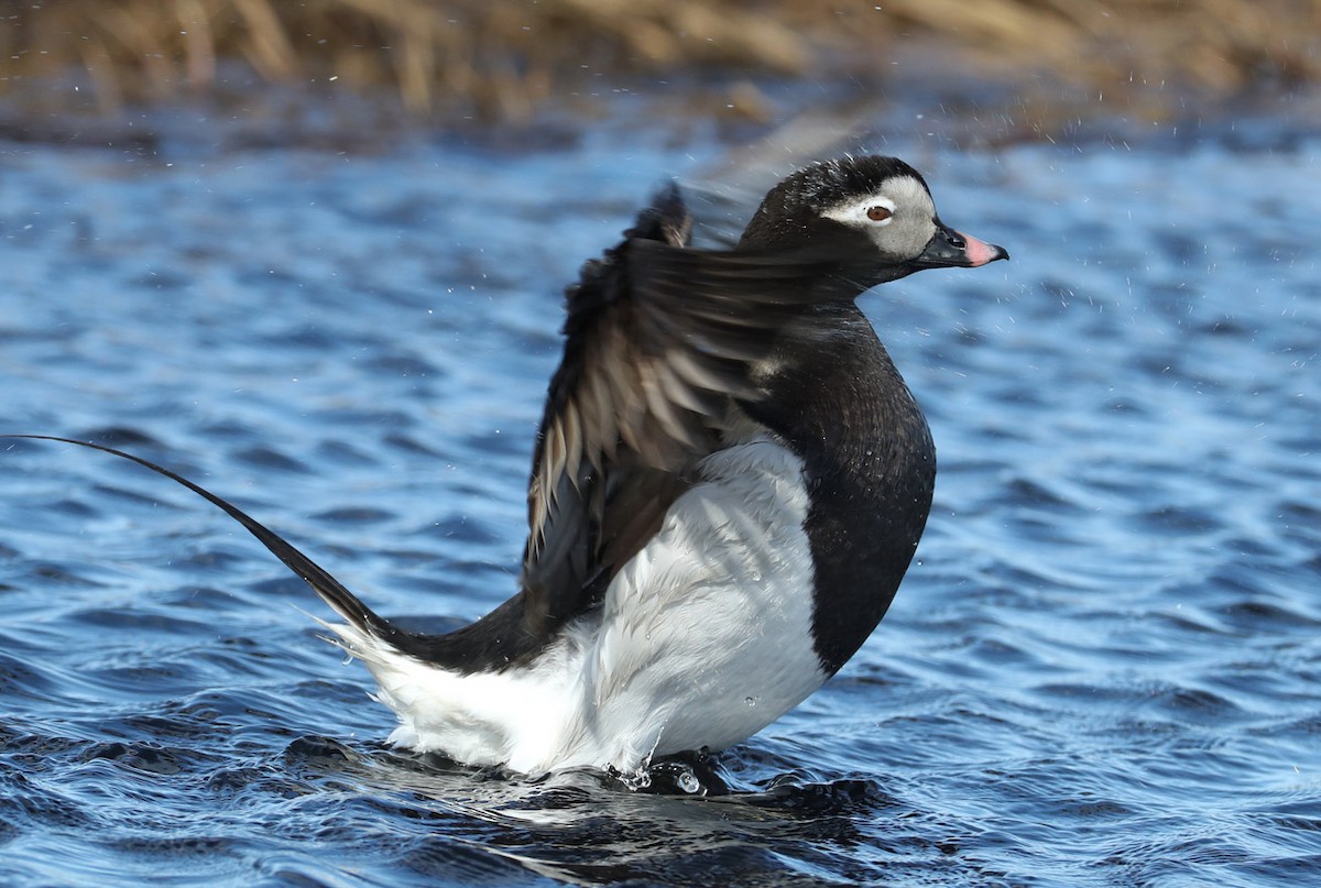 Long-tailed Duck - ML204417091