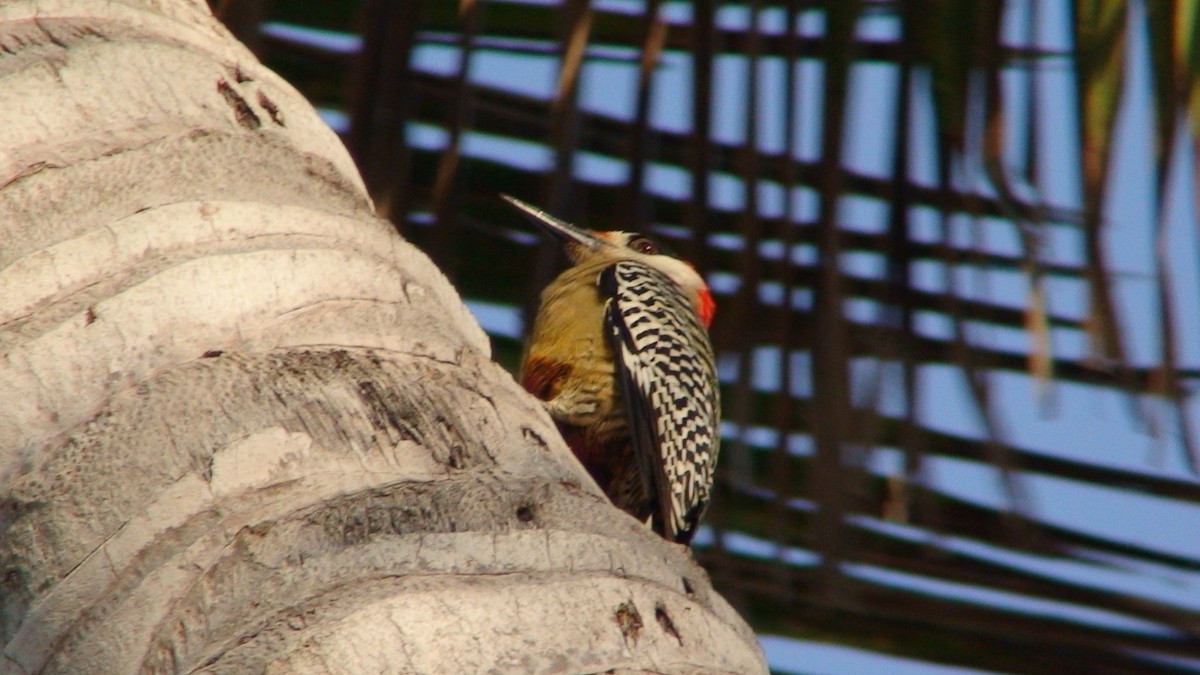 West Indian Woodpecker - ML204417121