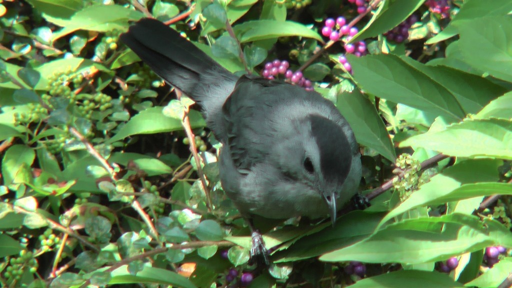 Gray Catbird - Joe Angseesing
