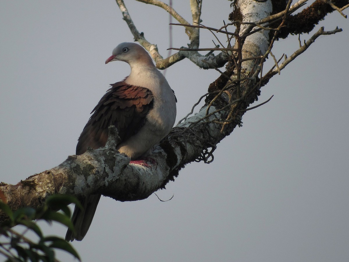 Mountain Imperial-Pigeon - ML204417411