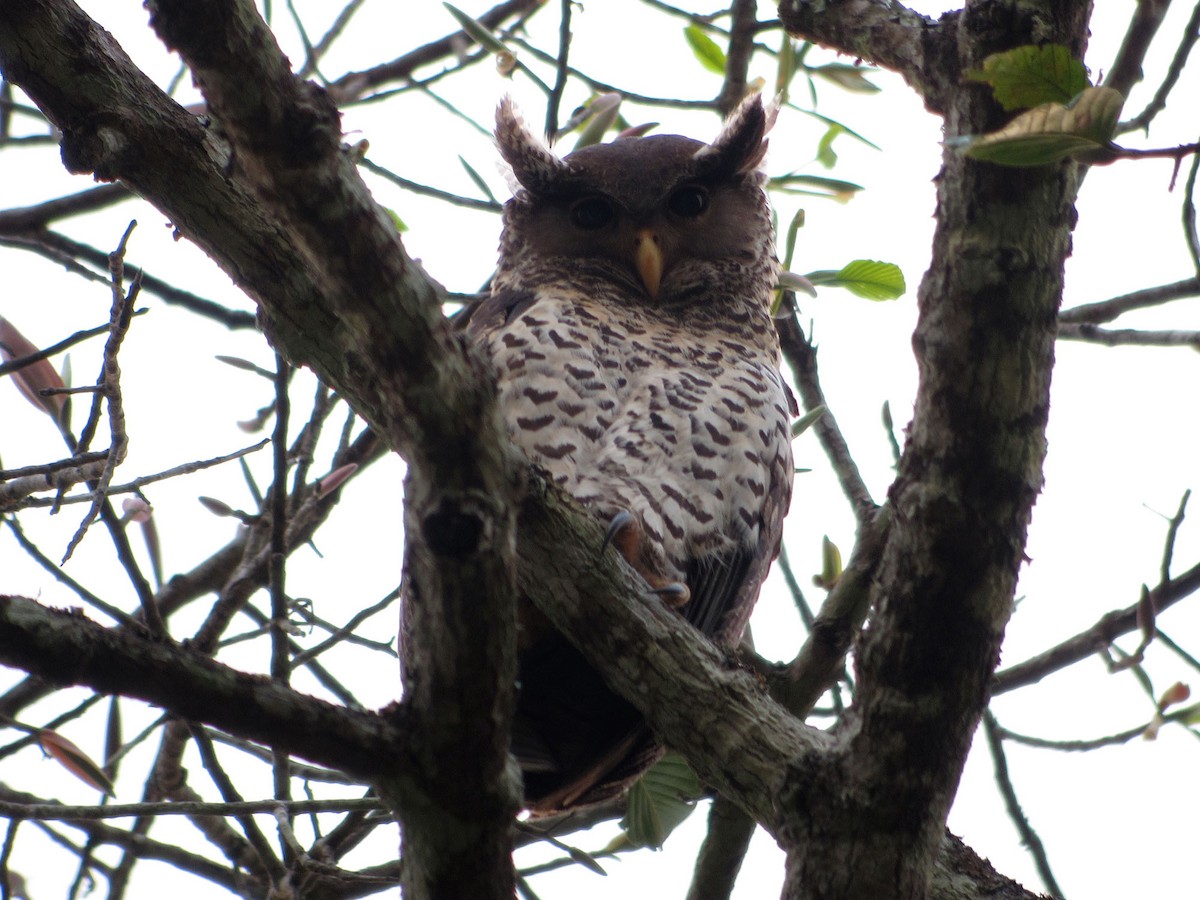 Spot-bellied Eagle-Owl - Michael Schmitz