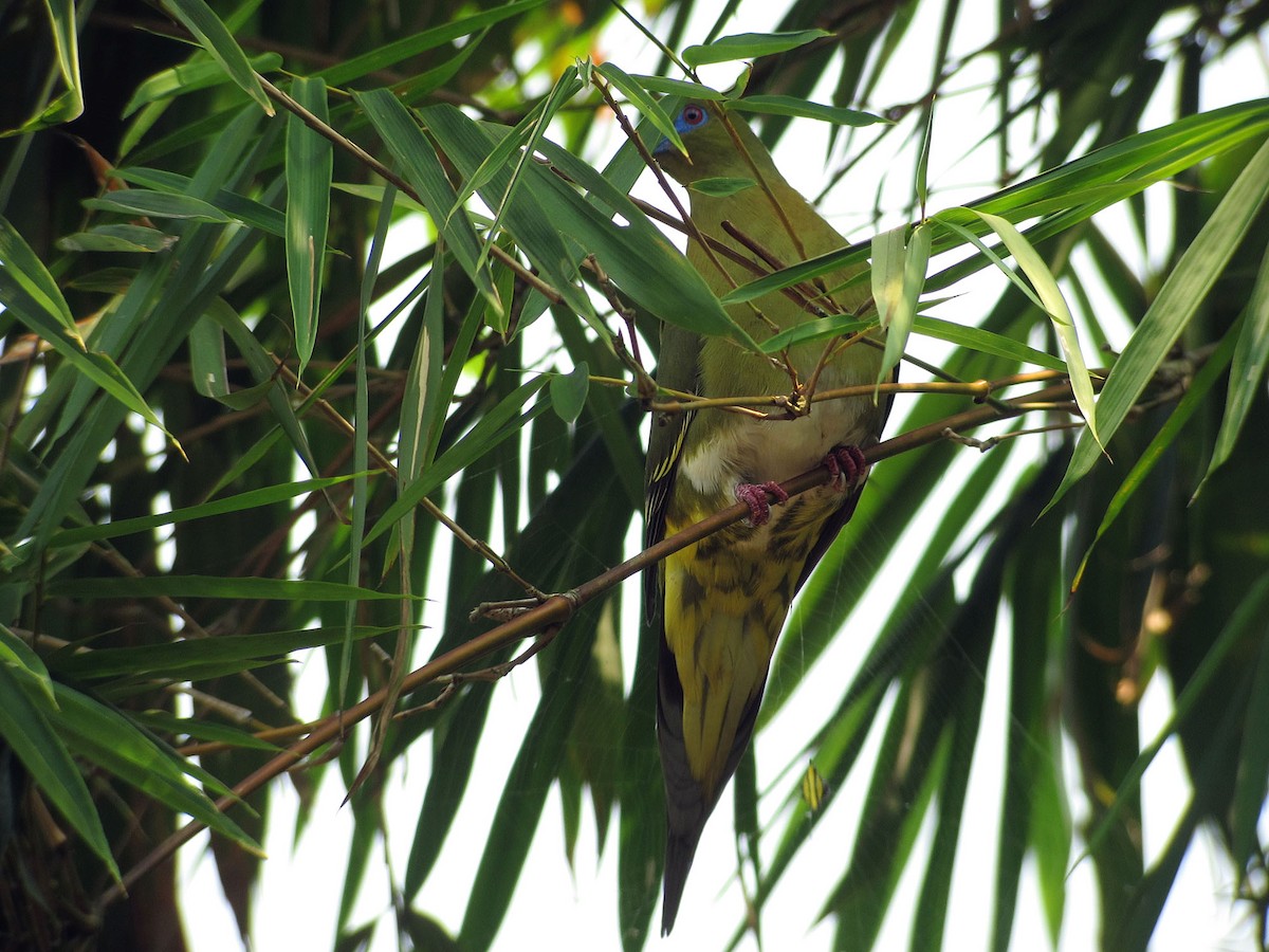 Yellow-vented Green-Pigeon - ML204417481