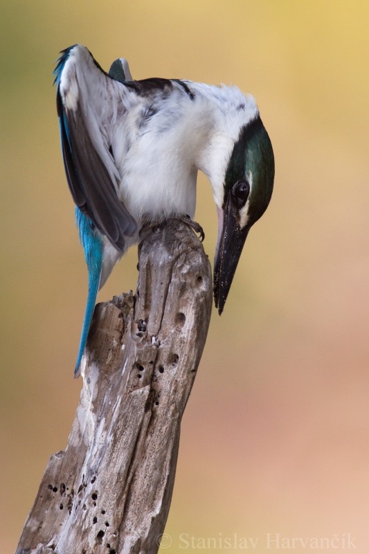 Collared Kingfisher (Oriental) - Stanislav Harvančík