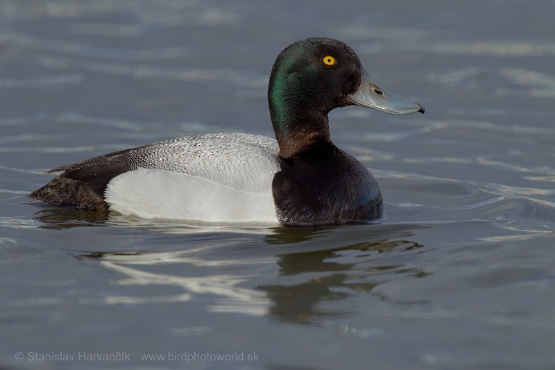 Greater Scaup - ML204418581