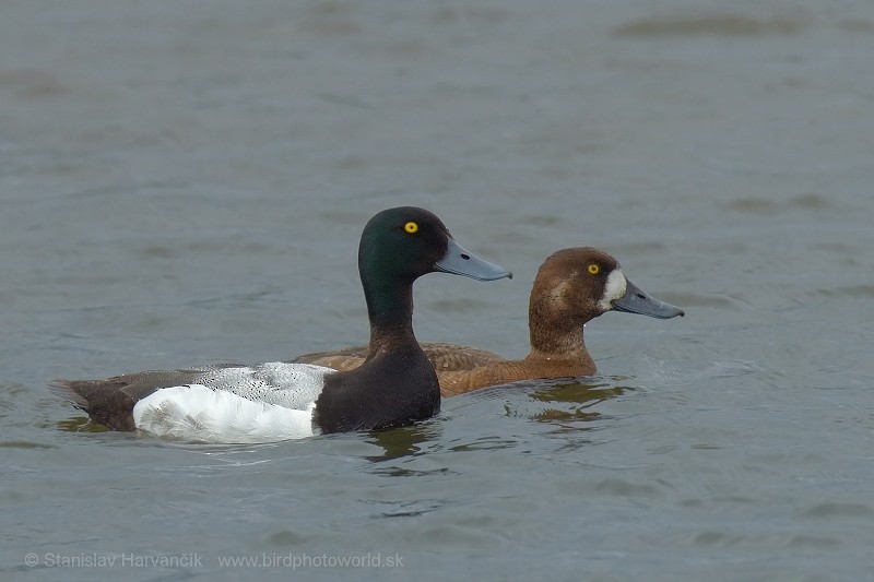 Greater Scaup - ML204418591