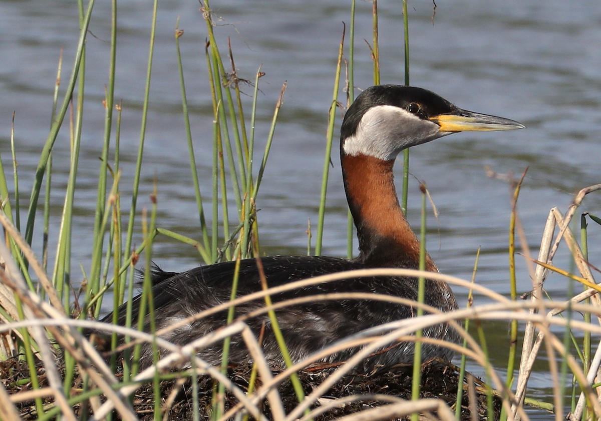 Red-necked Grebe - Hal and Kirsten Snyder