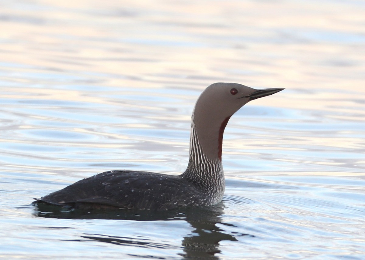 Red-throated Loon - ML204419061