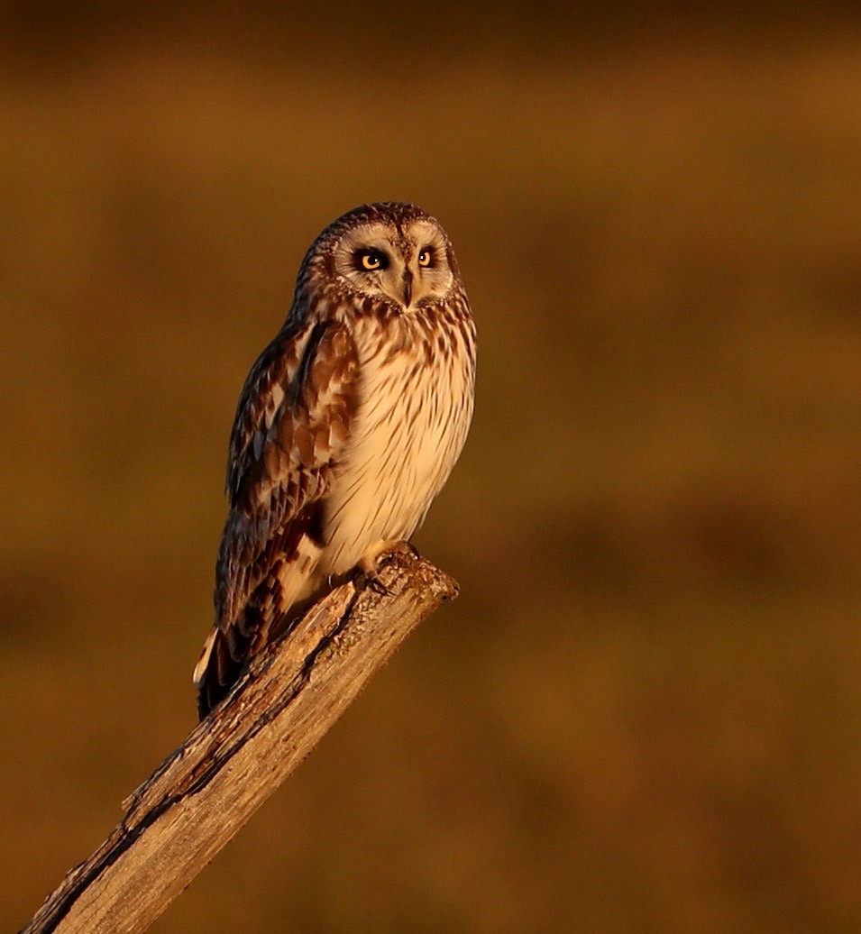 Short-eared Owl (Northern) - ML204419121