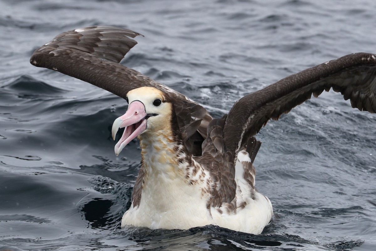 Albatros à queue courte - ML204419141