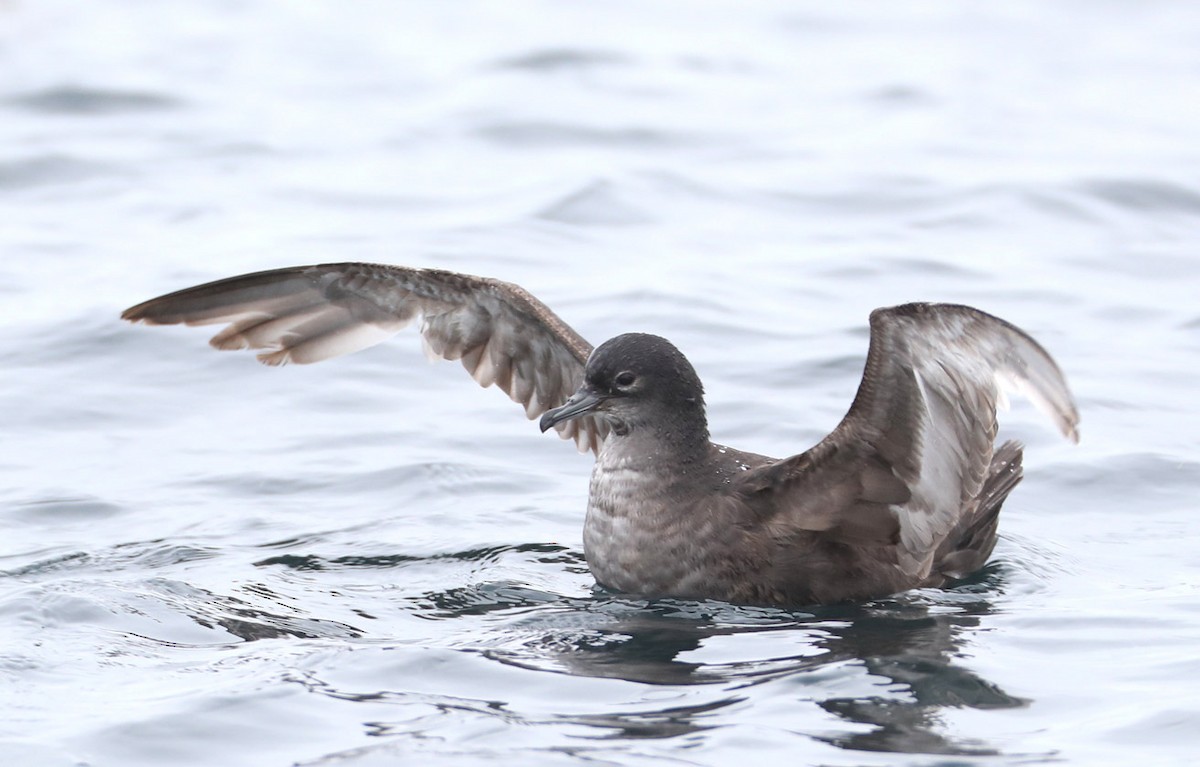 Short-tailed Shearwater - Hal and Kirsten Snyder