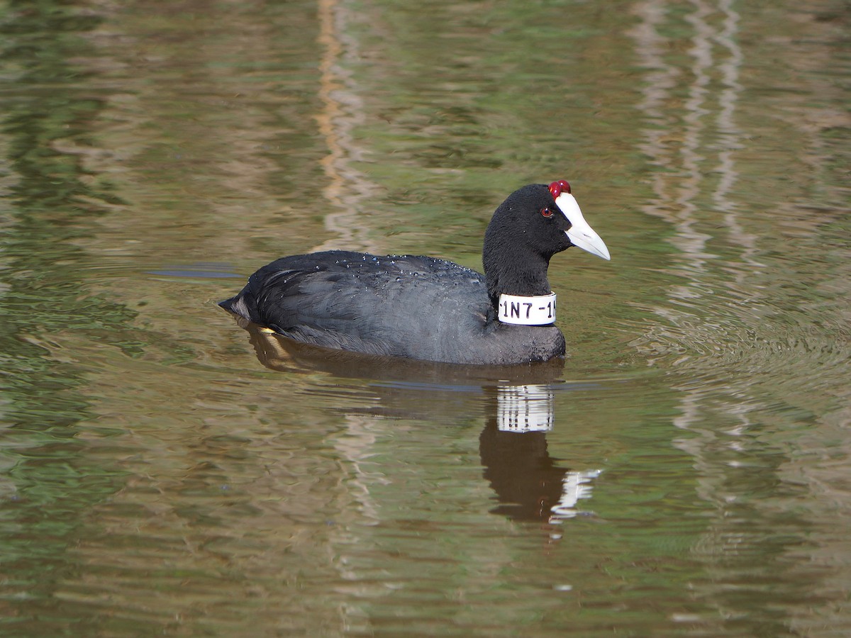 Red-knobbed Coot - ML204419321