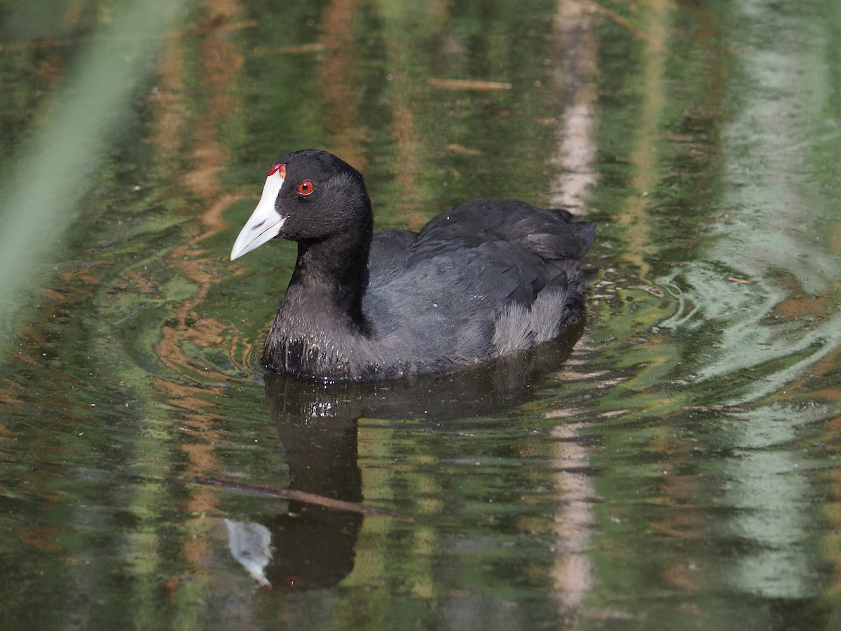 Red-knobbed Coot - ML204419331