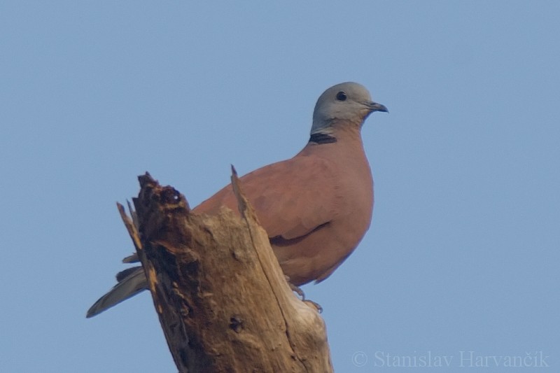 Red Collared-Dove - ML204420001