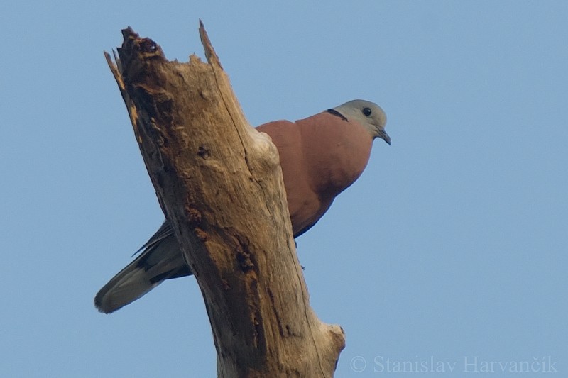 Red Collared-Dove - ML204420011
