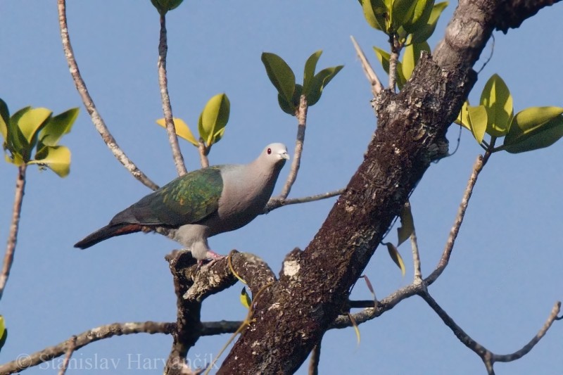 Green Imperial-Pigeon (Green) - Stanislav Harvančík