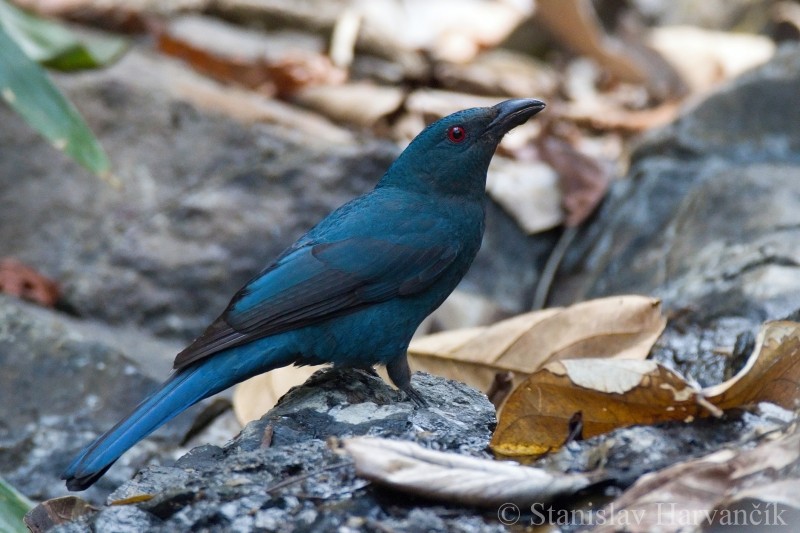 Asian Fairy-bluebird - ML204420261