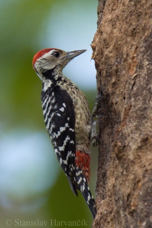 Freckle-breasted Woodpecker - Stanislav Harvančík