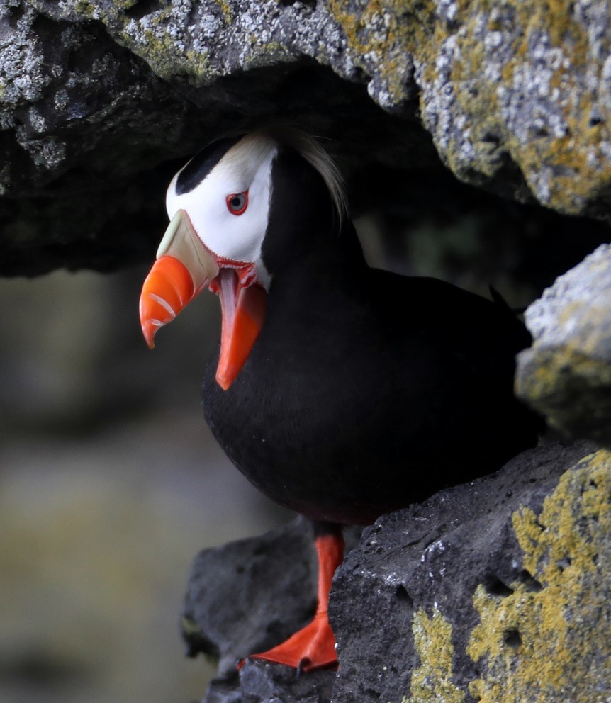 Tufted Puffin - Hal and Kirsten Snyder