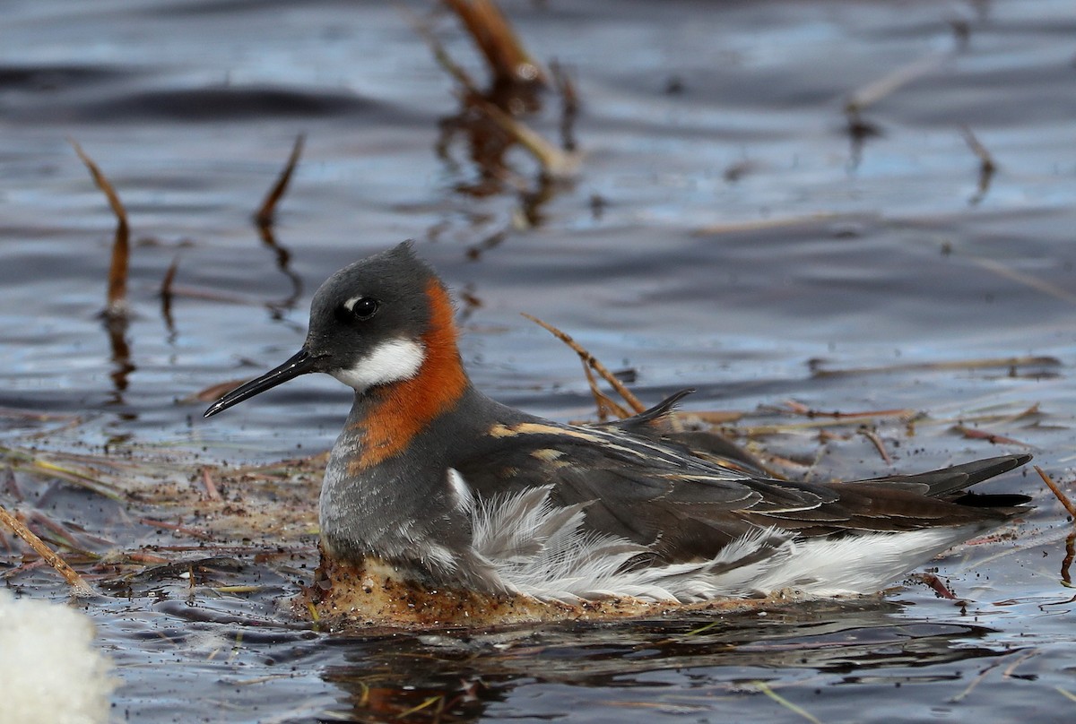 Red-necked Phalarope - Hal and Kirsten Snyder