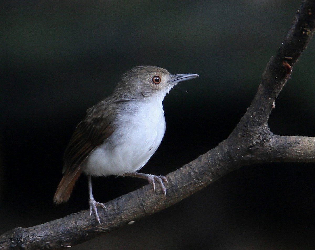 White-chested Babbler - Hal and Kirsten Snyder