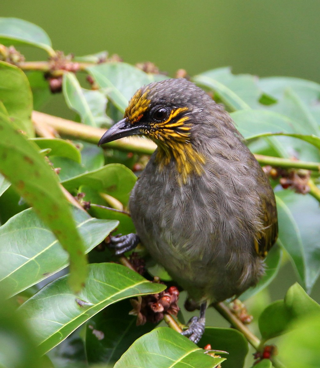 Stripe-throated Bulbul - Hal and Kirsten Snyder