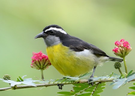 Bananaquit (Continental) - Hal and Kirsten Snyder