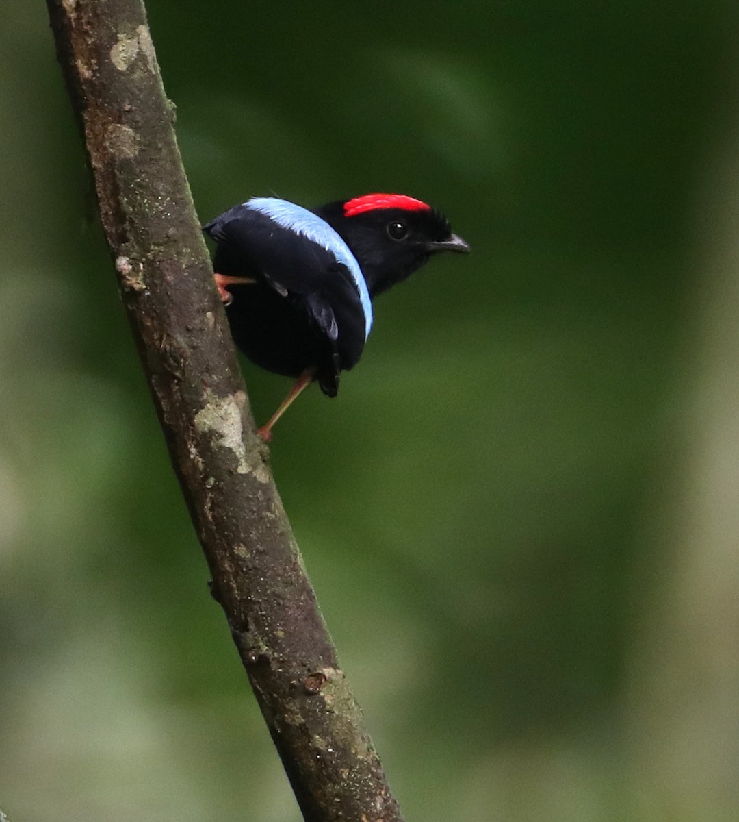 Blue-backed Manakin (pareola/atlantica) - Hal and Kirsten Snyder