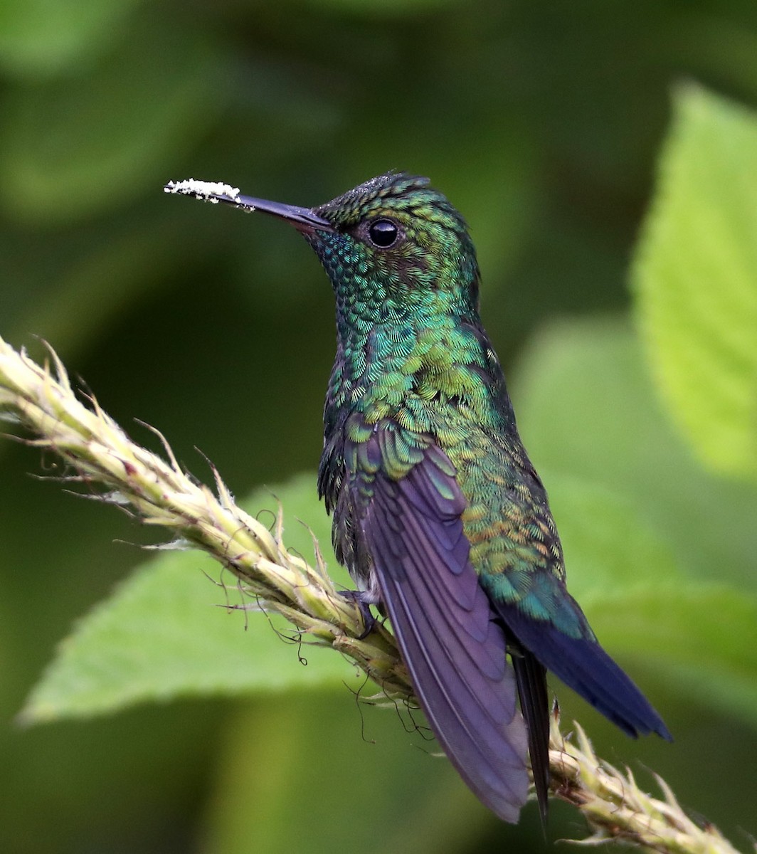 Blue-chinned Sapphire - Hal and Kirsten Snyder