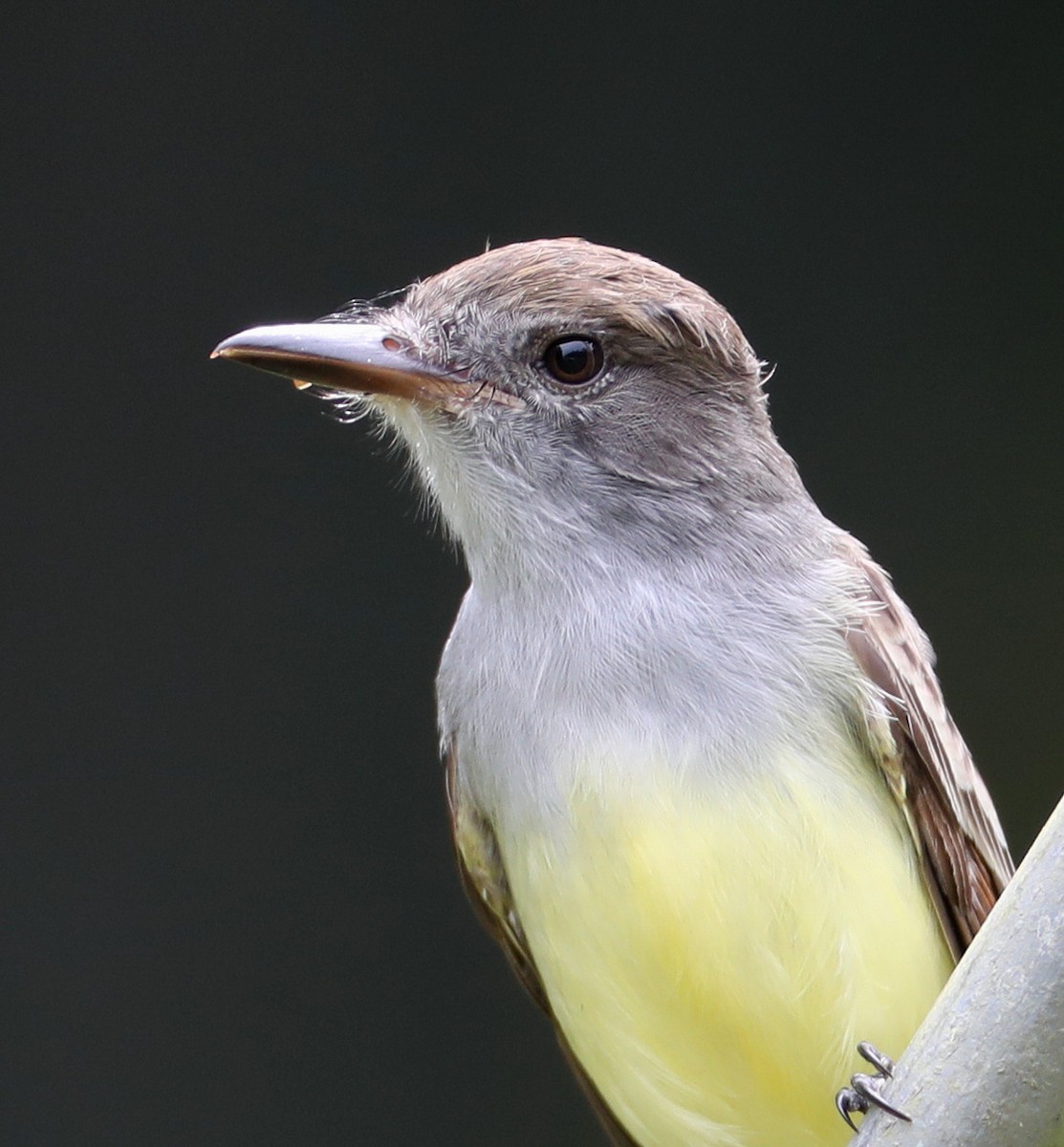 Brown-crested Flycatcher (South American) - Hal and Kirsten Snyder