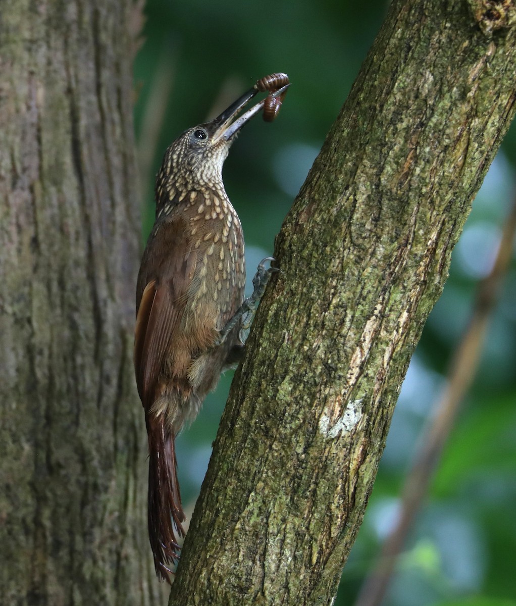Cocoa Woodcreeper (Cocoa) - Hal and Kirsten Snyder