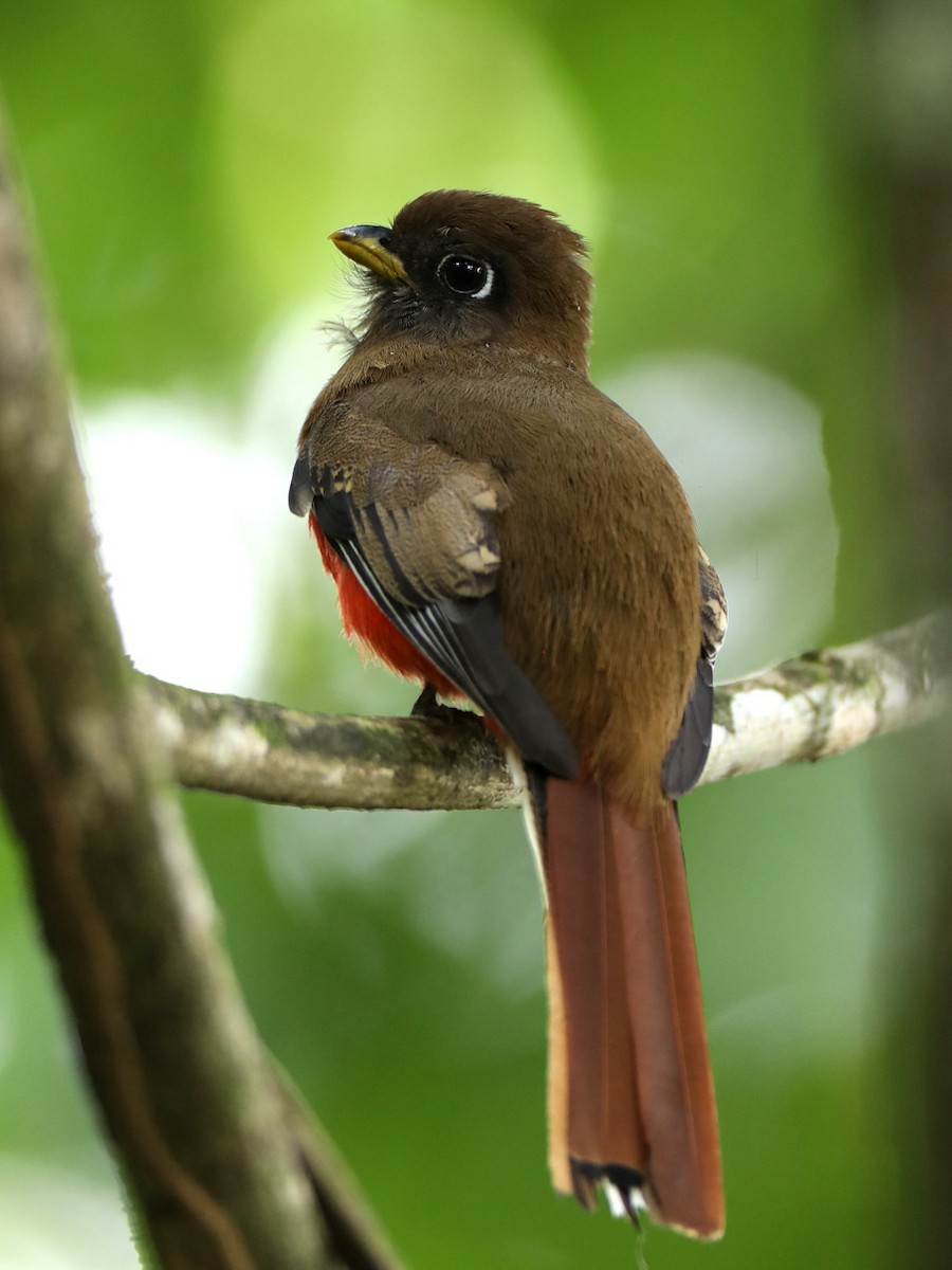 Collared Trogon (Collared) - Hal and Kirsten Snyder