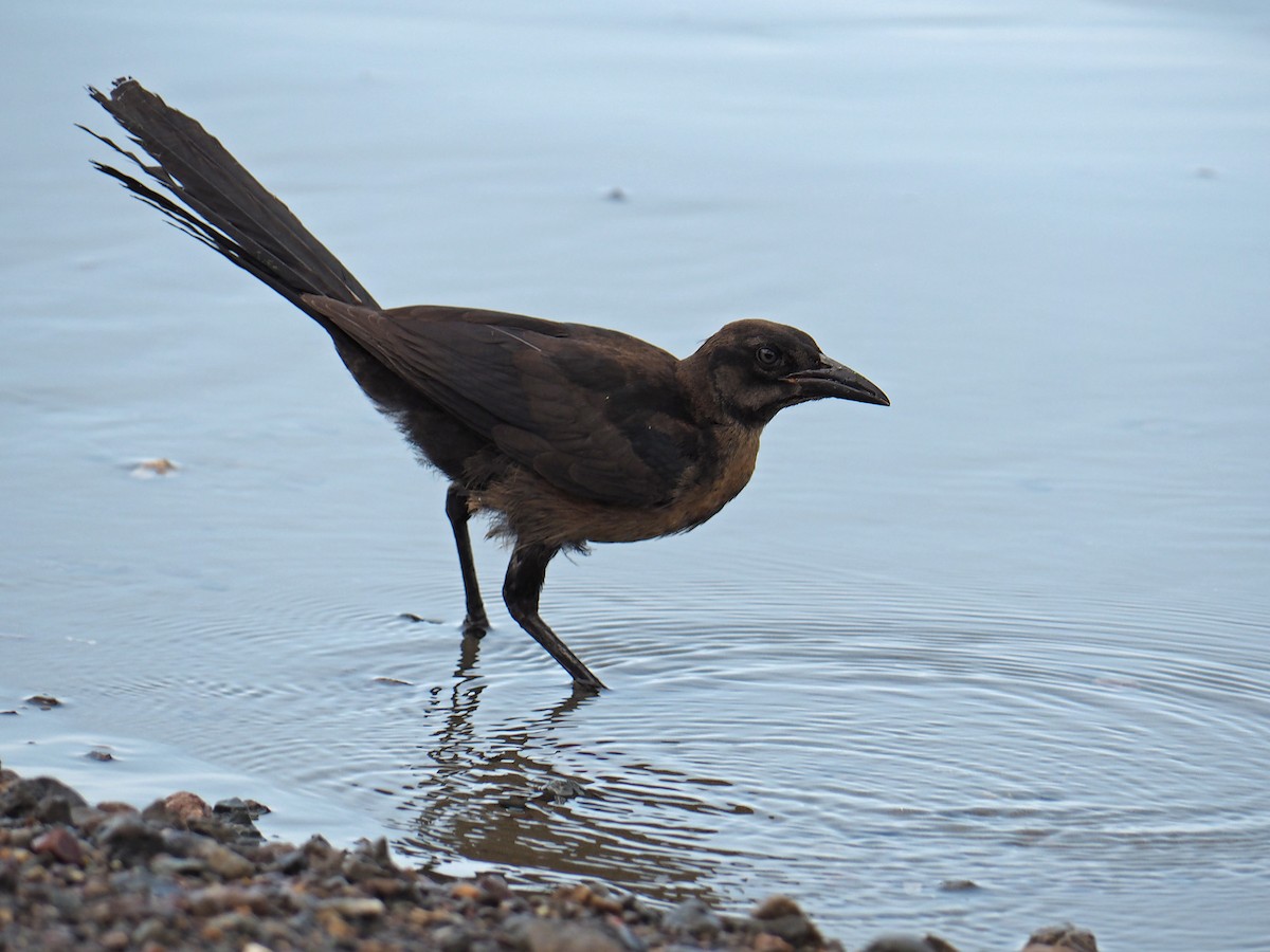 Great-tailed Grackle (Great-tailed) - ML204421451